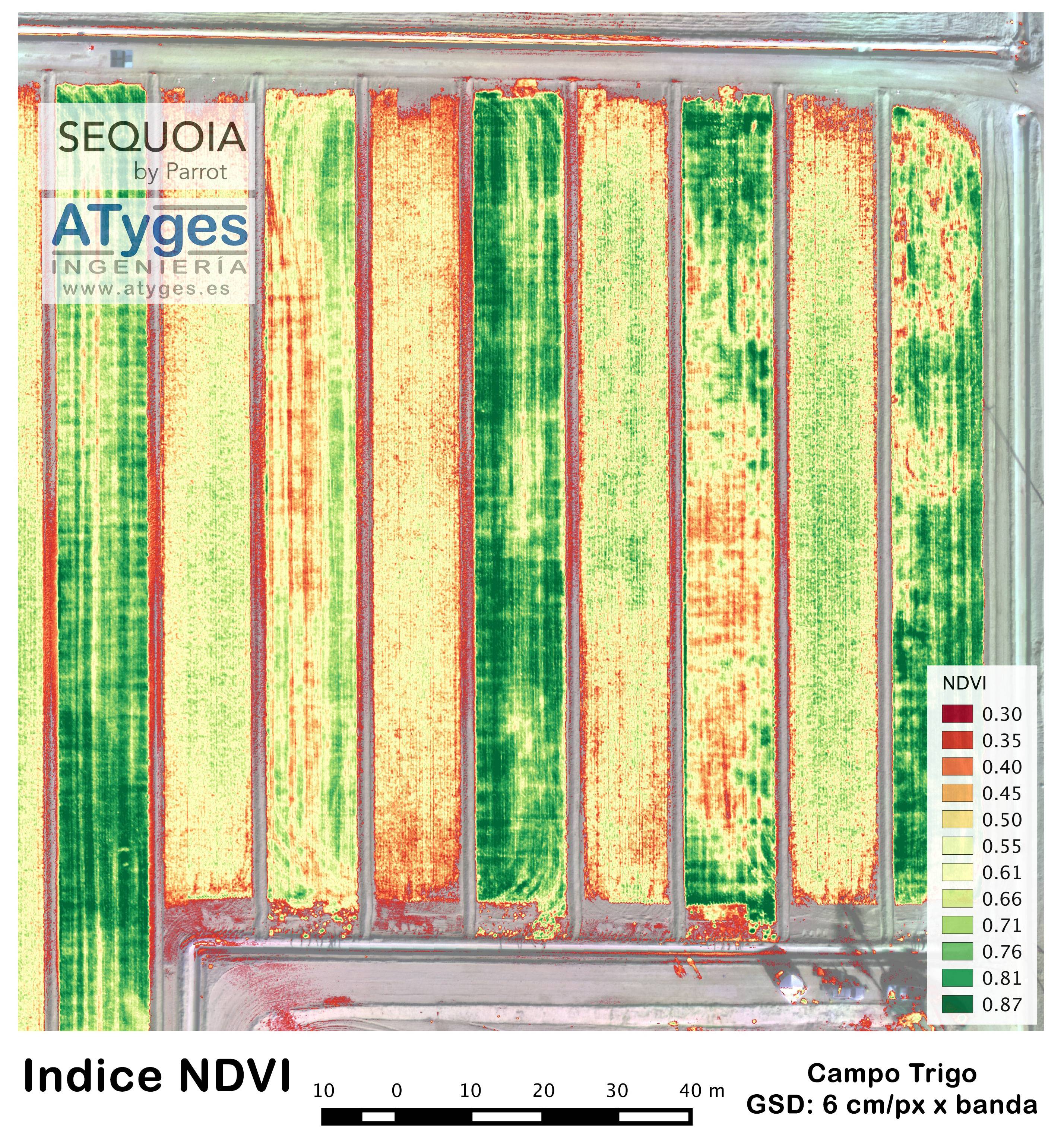 Mapa de NDVI de campo de trigo  